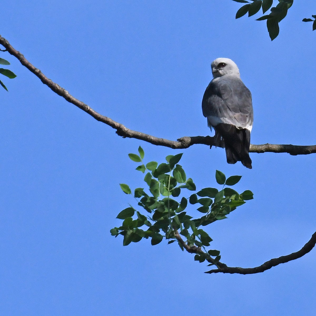 Mississippi Kite - ML615819513