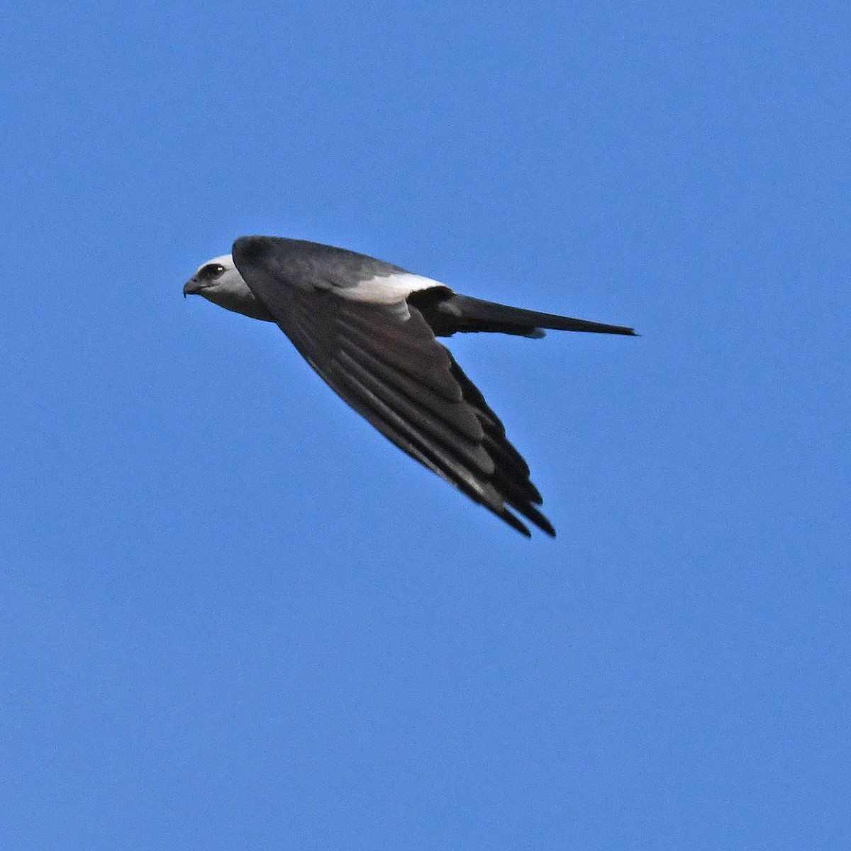 Mississippi Kite - ML615819515