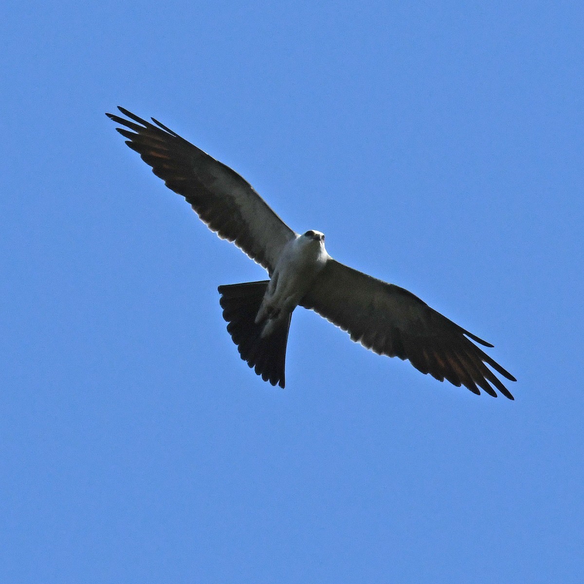 Mississippi Kite - ML615819518