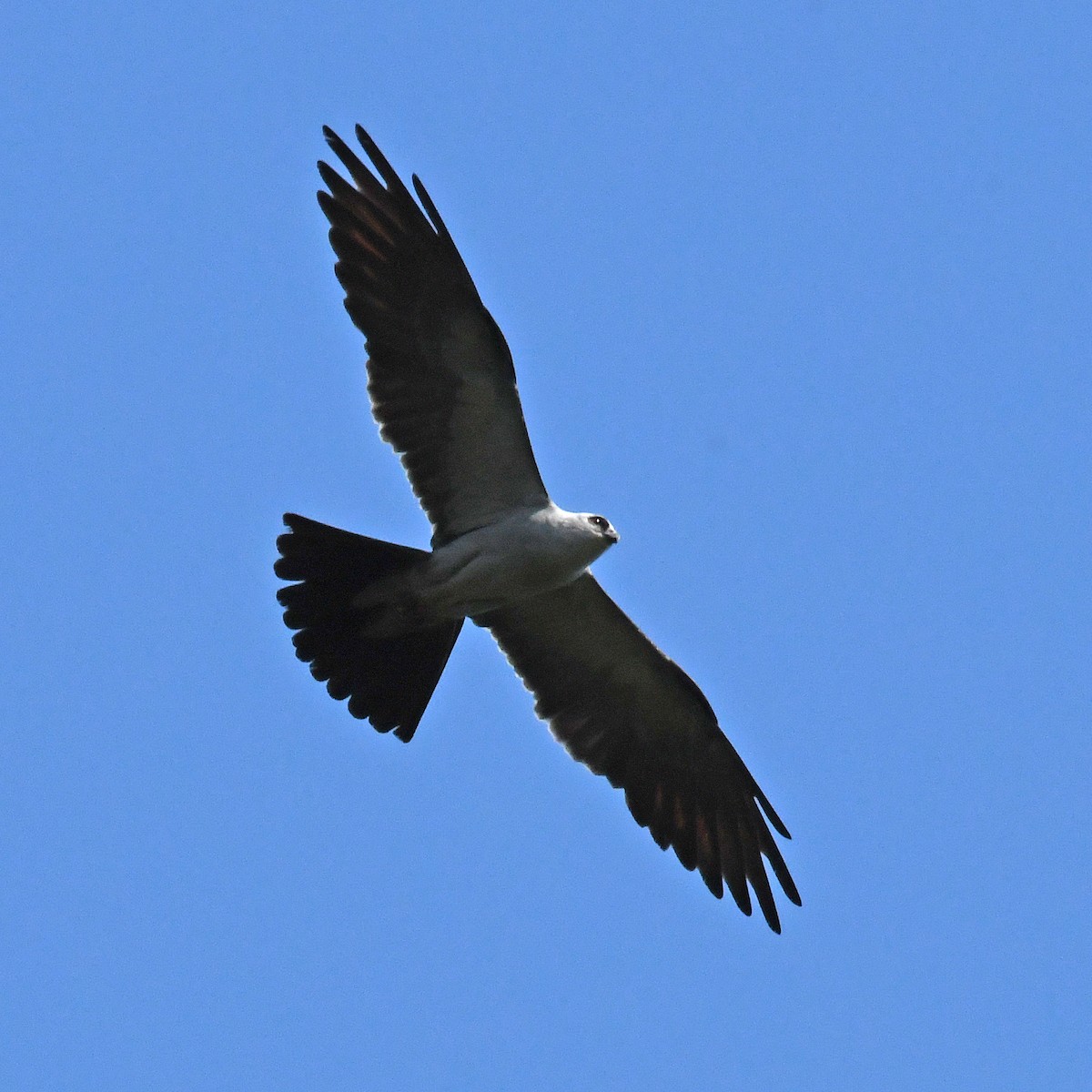 Mississippi Kite - ML615819519