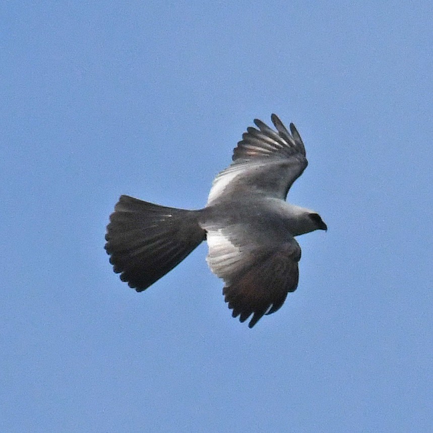 Mississippi Kite - ML615819522