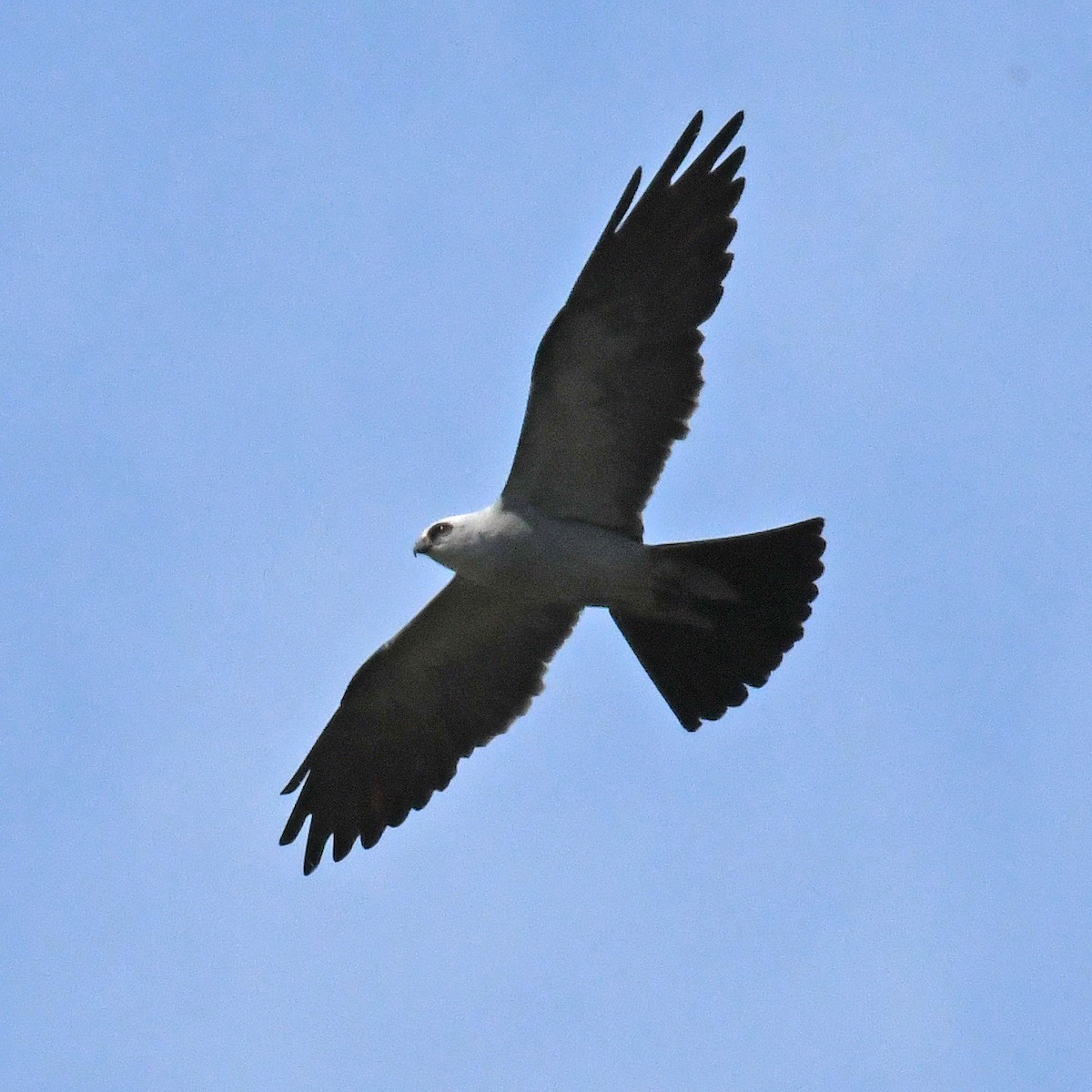 Mississippi Kite - ML615819523