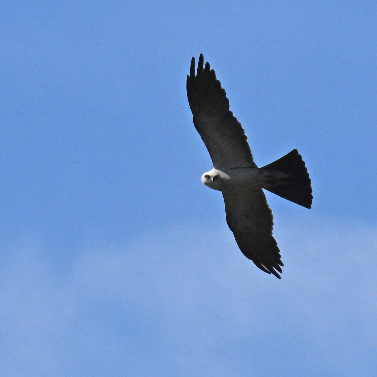 Mississippi Kite - ML615819524