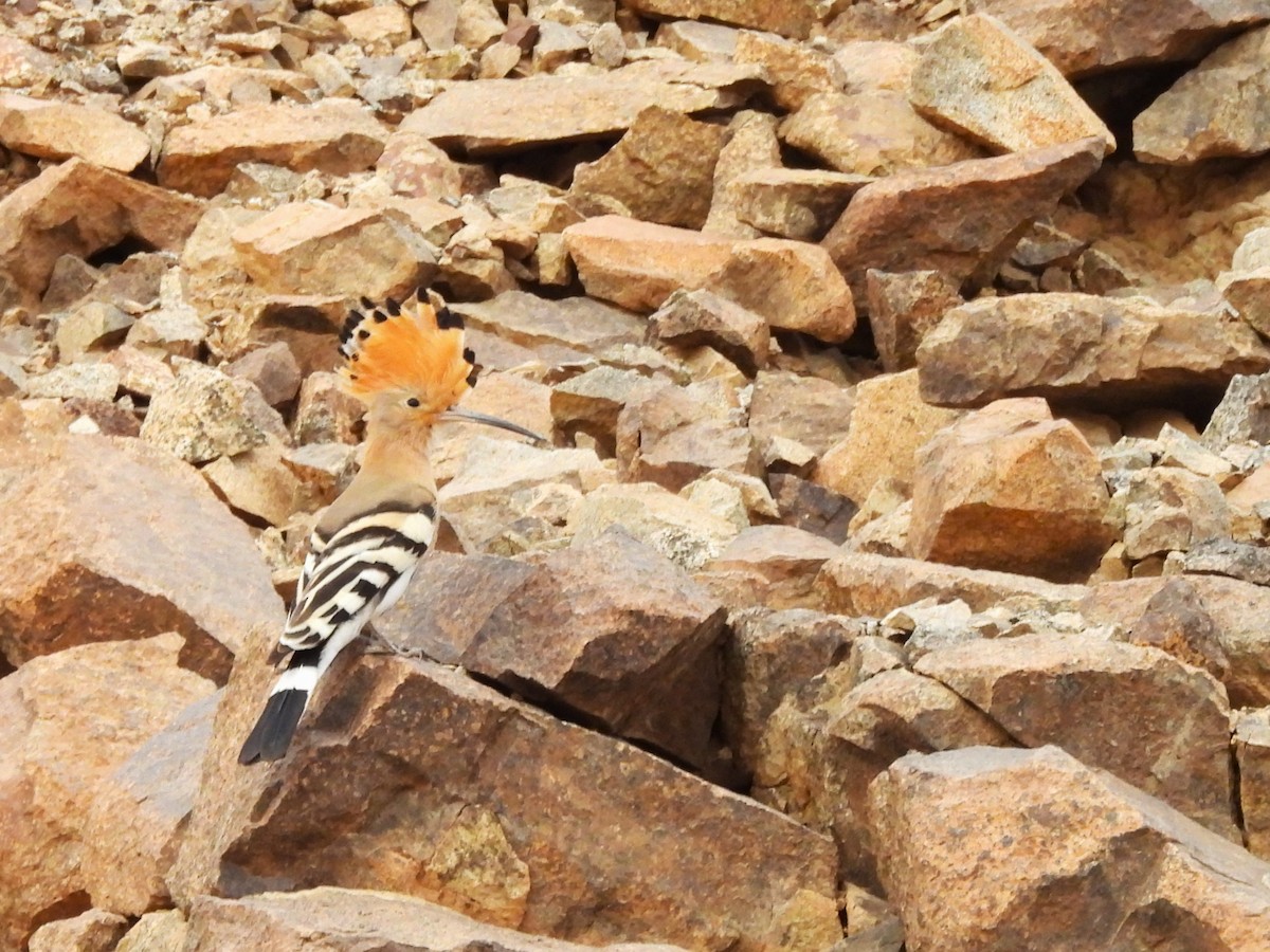 Eurasian Hoopoe - ML615819556