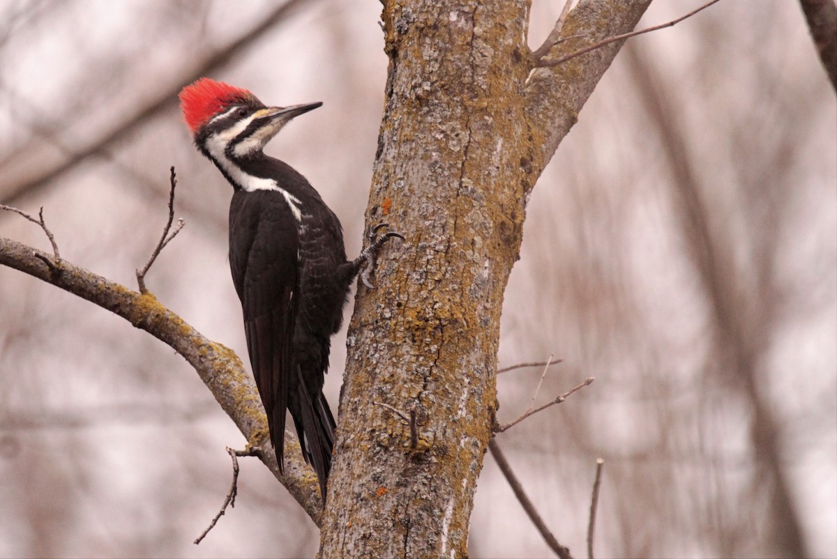 Pileated Woodpecker - Valarie Singh