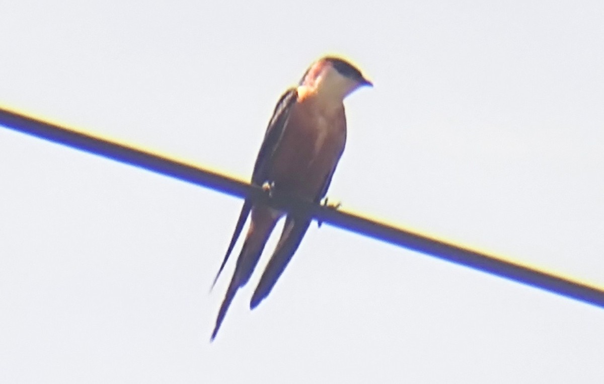 Golondrina Senegalesa - ML615819676