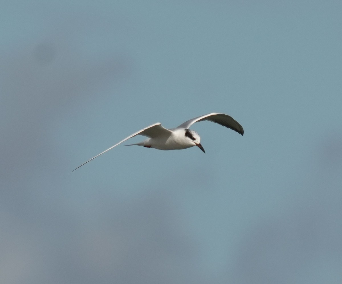 Forster's Tern - Romain Demarly