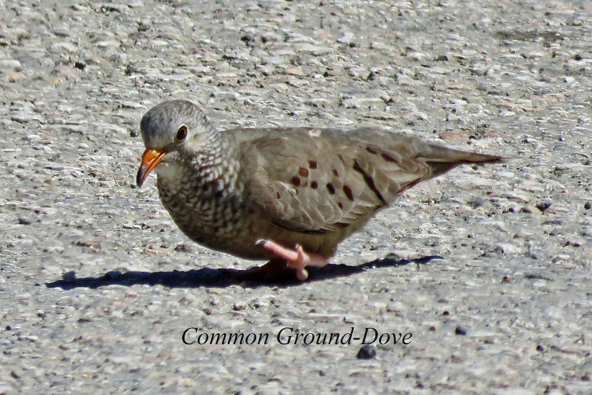Common Ground Dove - ML615819724