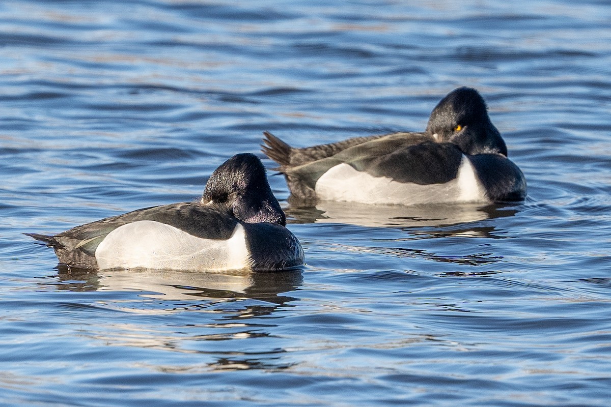 Ring-necked Duck - ML615819748