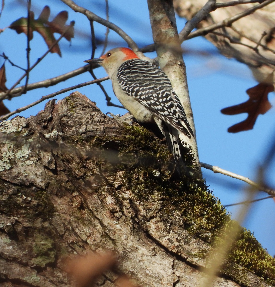 Red-bellied Woodpecker - ML615819772