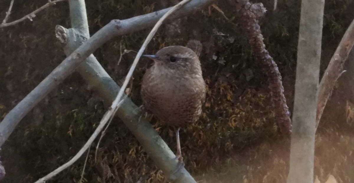 Winter Wren - ML615819782