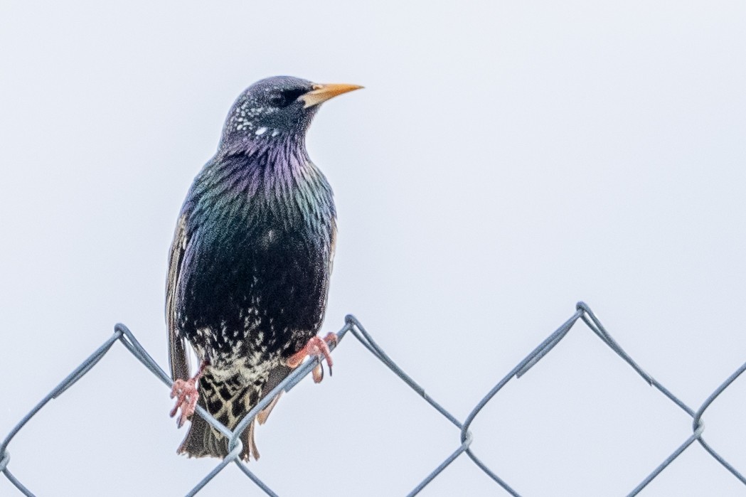 European Starling - ML615819786