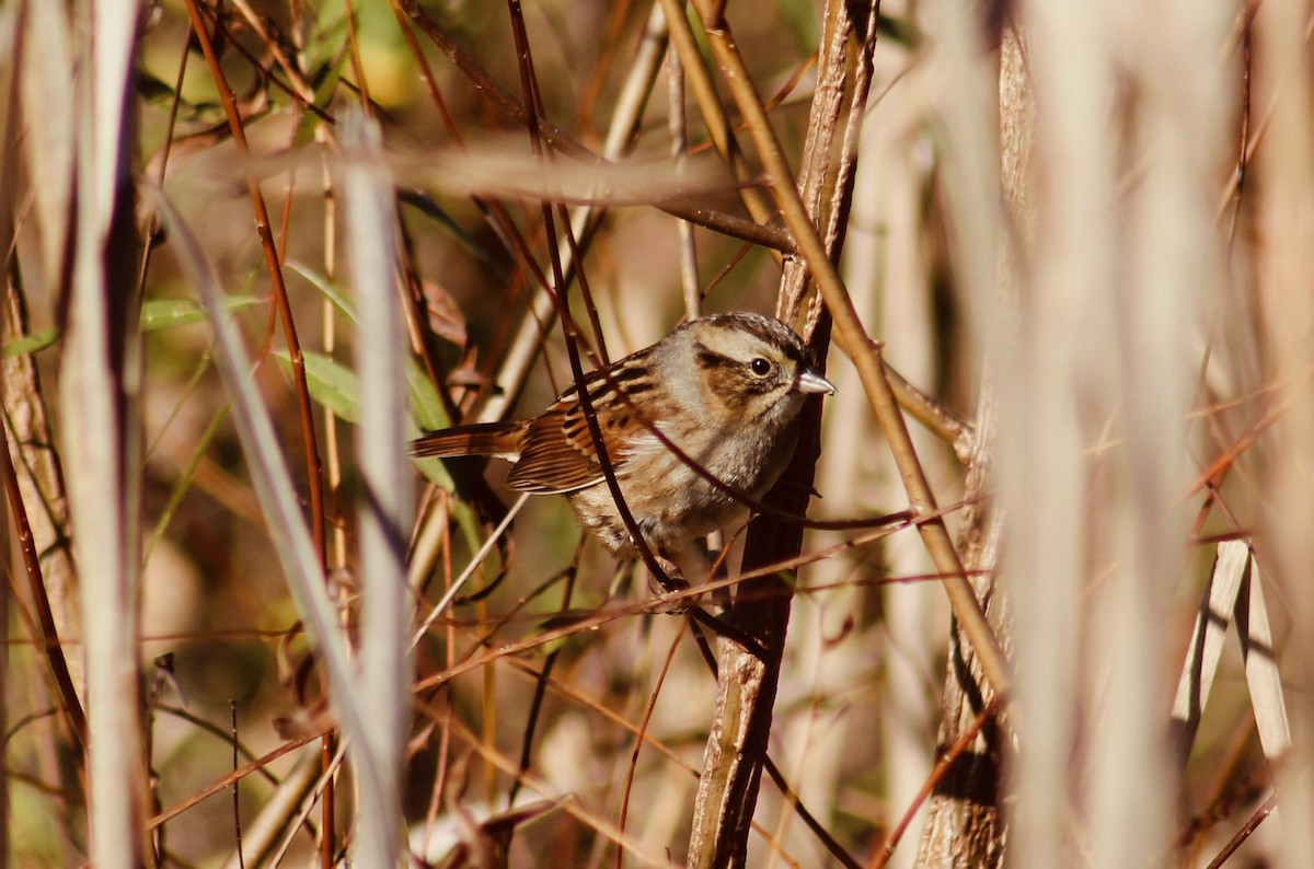 Swamp Sparrow - ML615819798