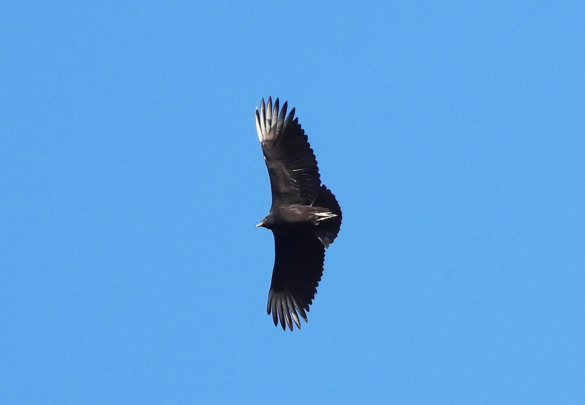 Black Vulture - ML615819805