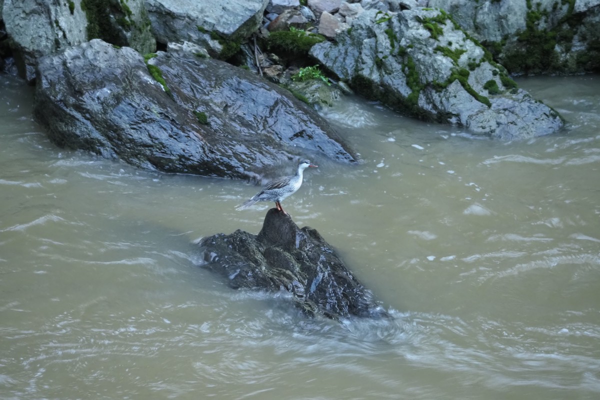 Torrent Duck - ML615819917