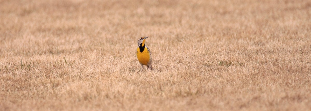 Eastern Meadowlark - ML615819921