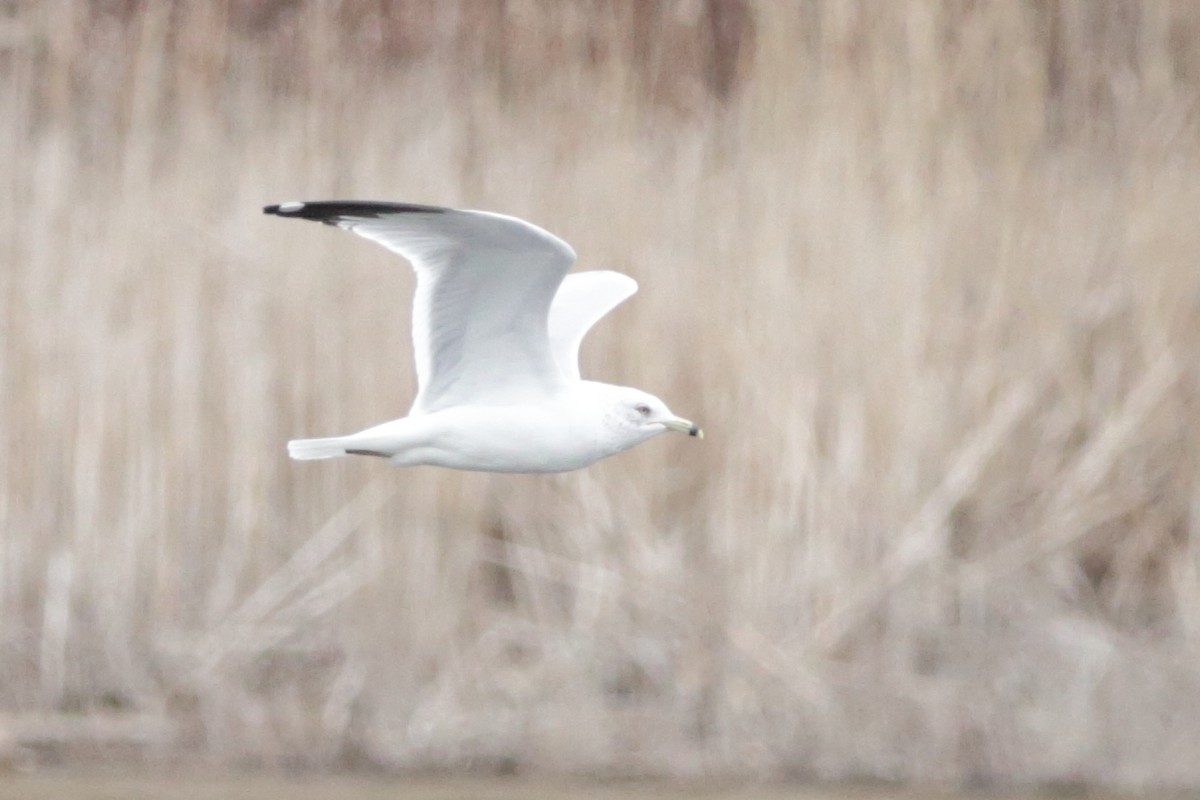 Ring-billed Gull - ML615819928