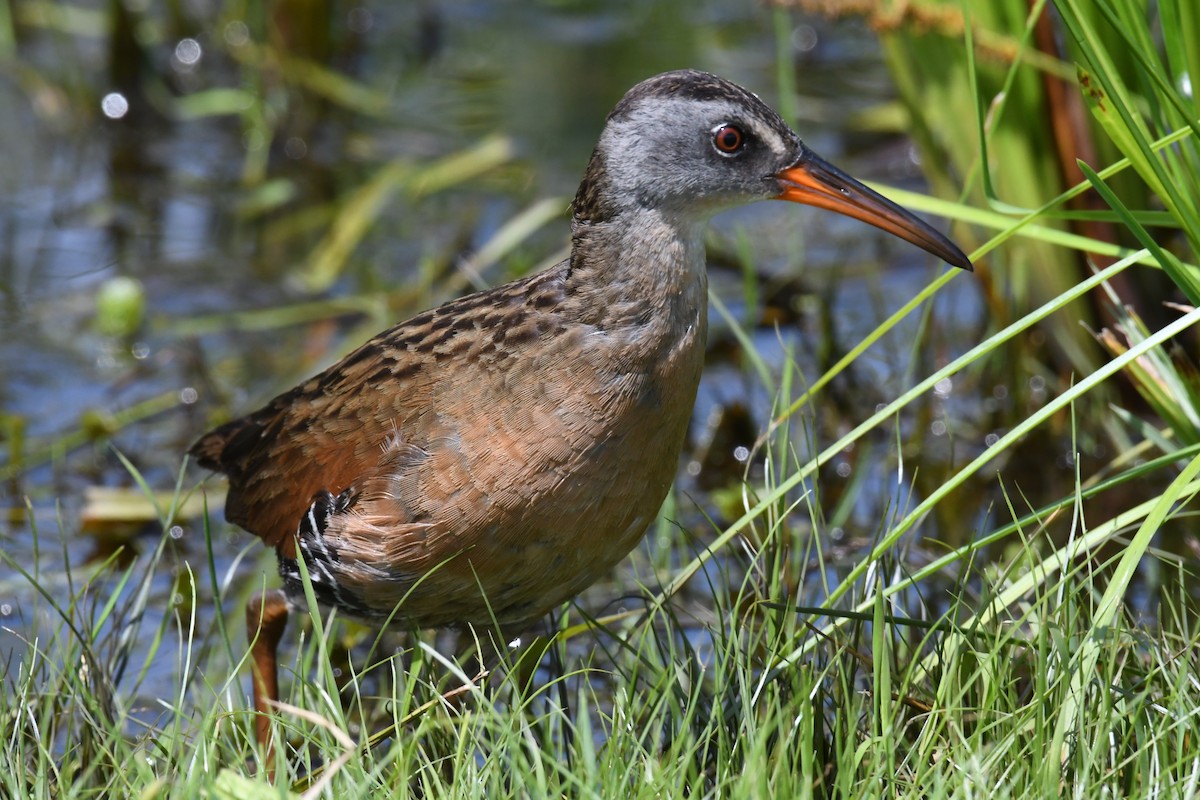 Virginia Rail - ML615819979