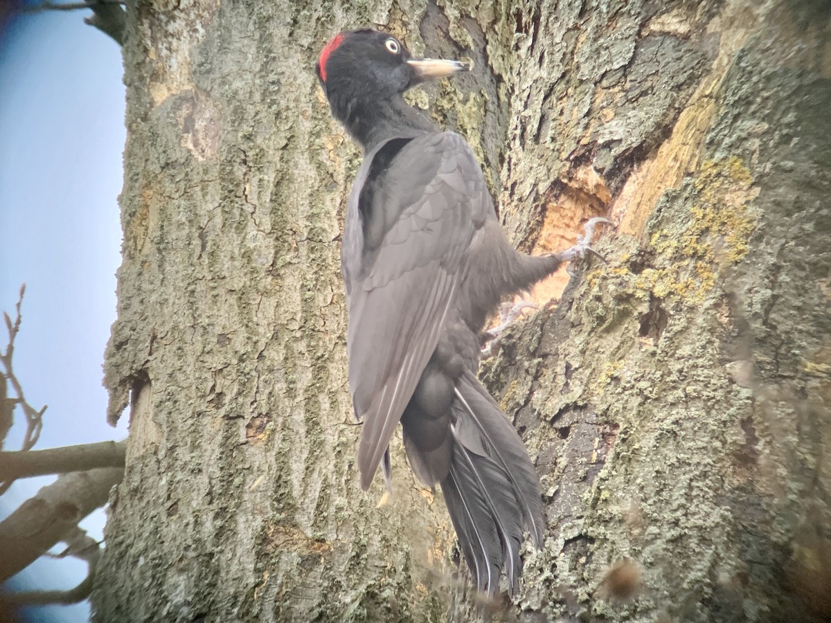Black Woodpecker - ML615820011