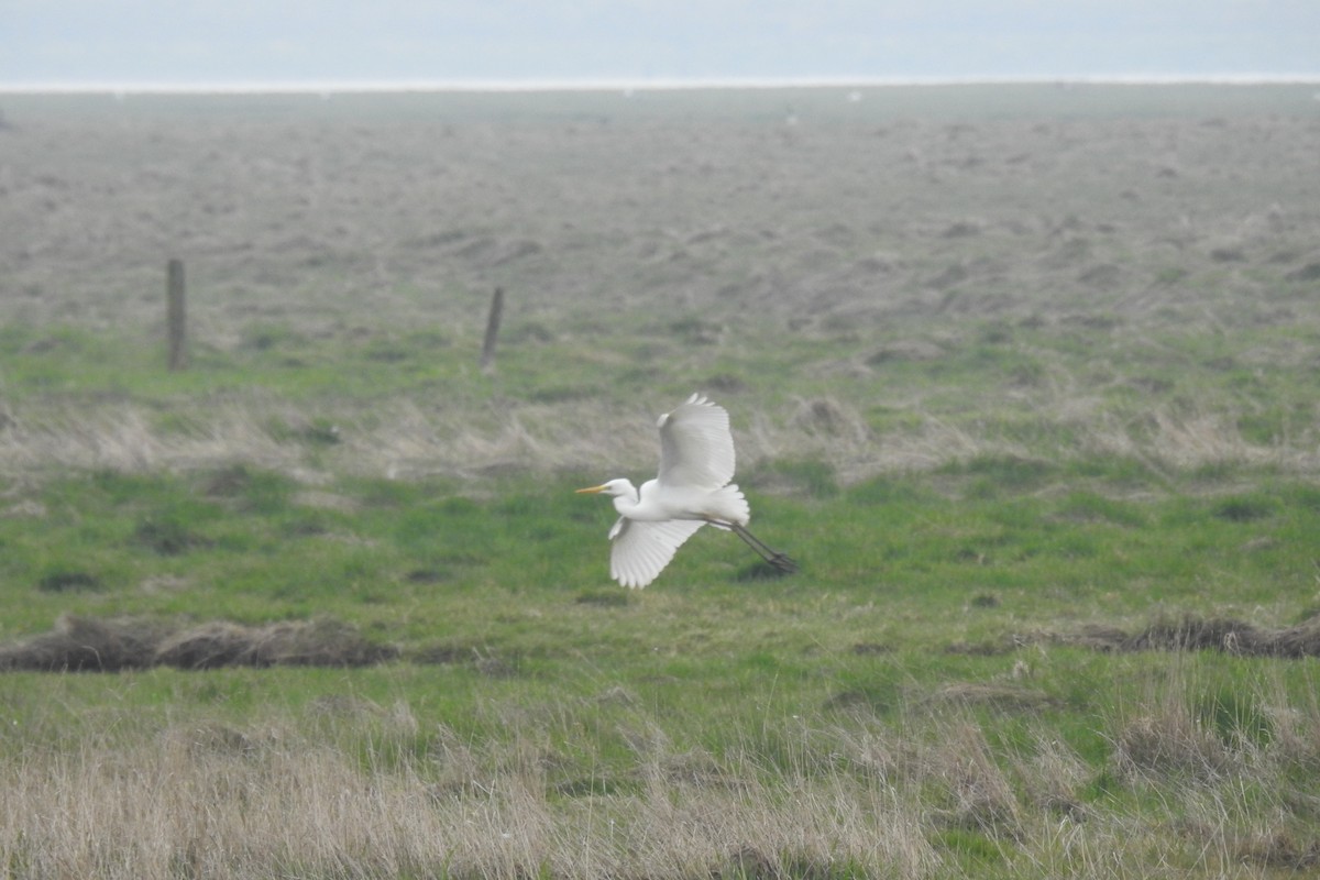 Great Egret - Peter Hines