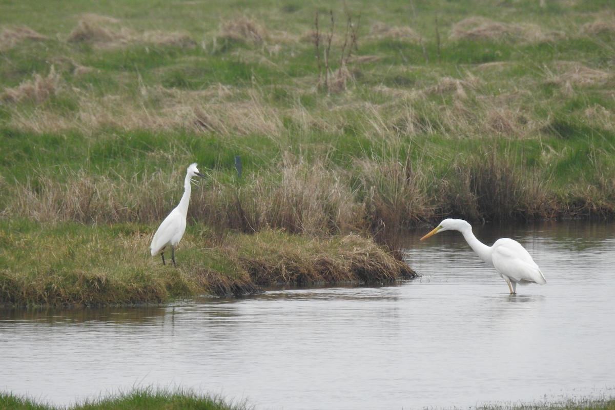 Great Egret - ML615820028