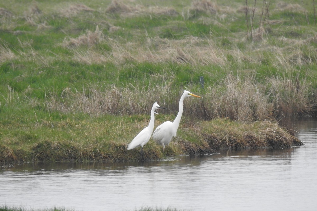 Great Egret - Peter Hines