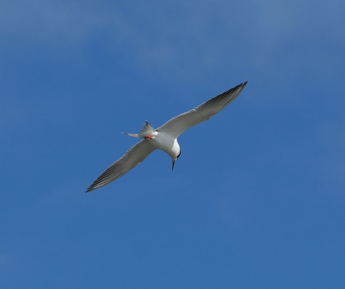 Forster's Tern - ML615820058