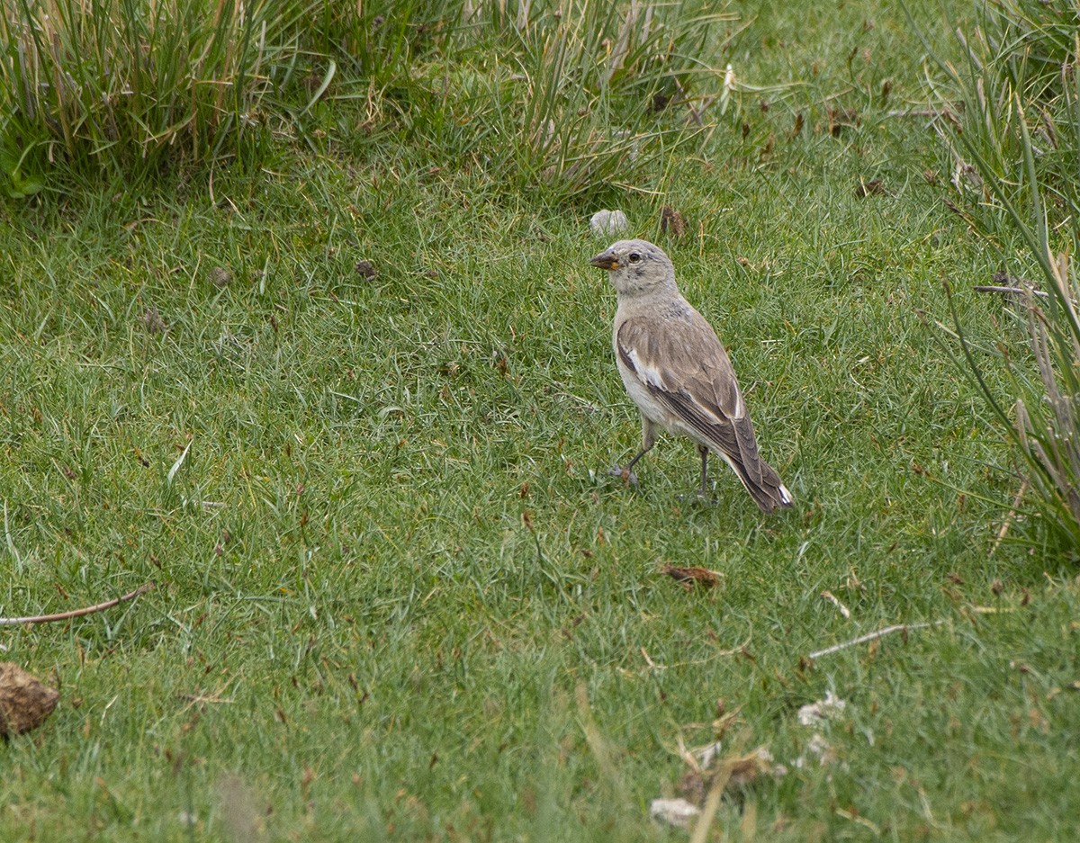 Black-winged Snowfinch - ML615820060