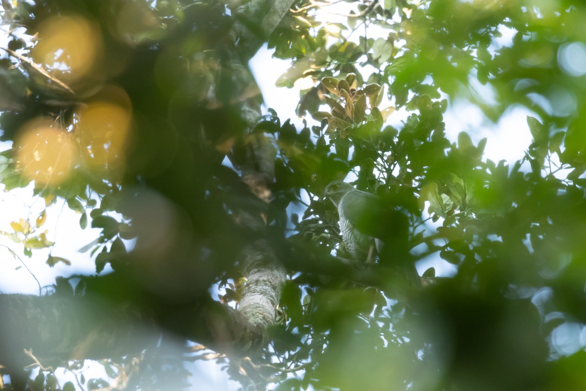 Henst's Goshawk - Max Baumgarten