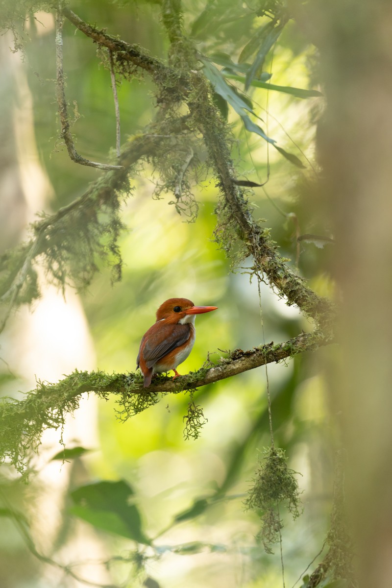 Madagascar Pygmy Kingfisher - ML615820080