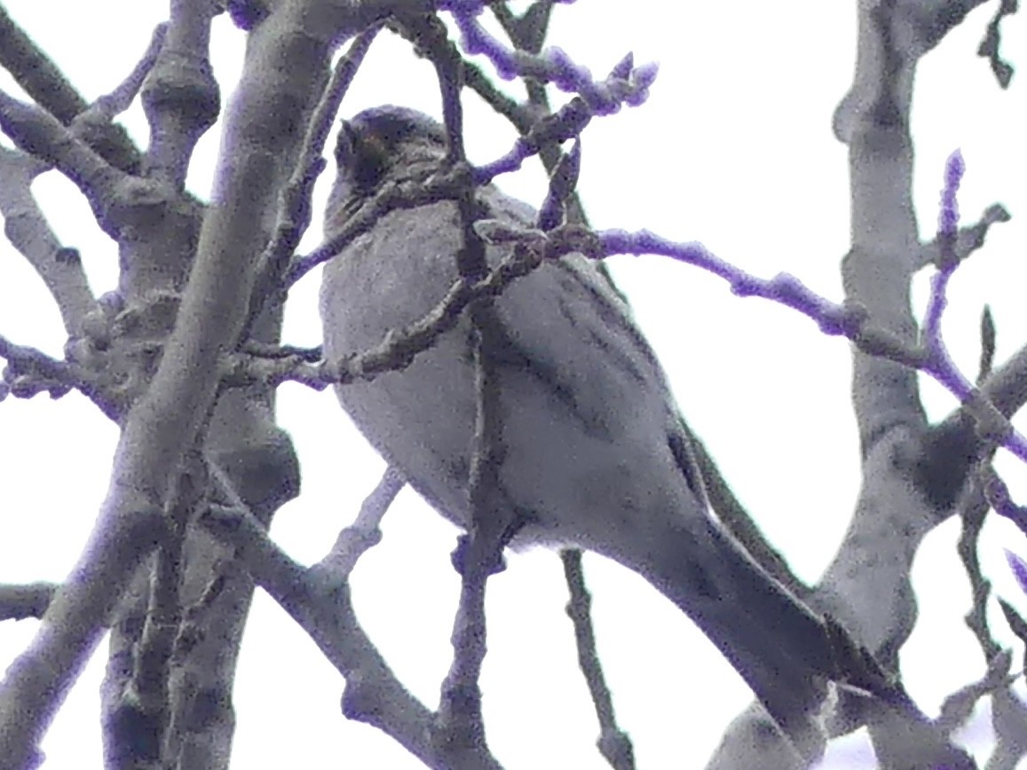 Redpoll (Hoary) - ML615820148