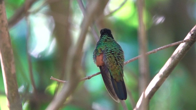 kolibřík páskoocasý - ML615820172