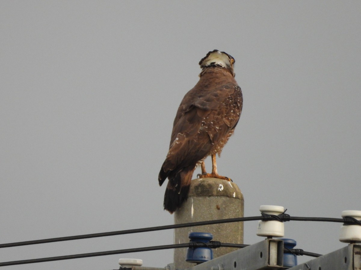 Crested Serpent-Eagle (Ryukyu) - ML615820185