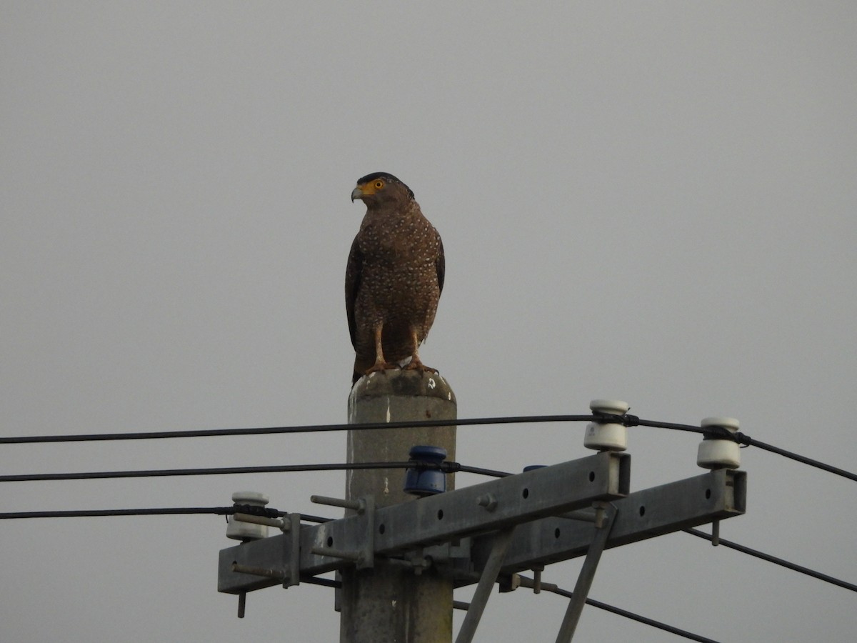 Crested Serpent-Eagle (Ryukyu) - ML615820189