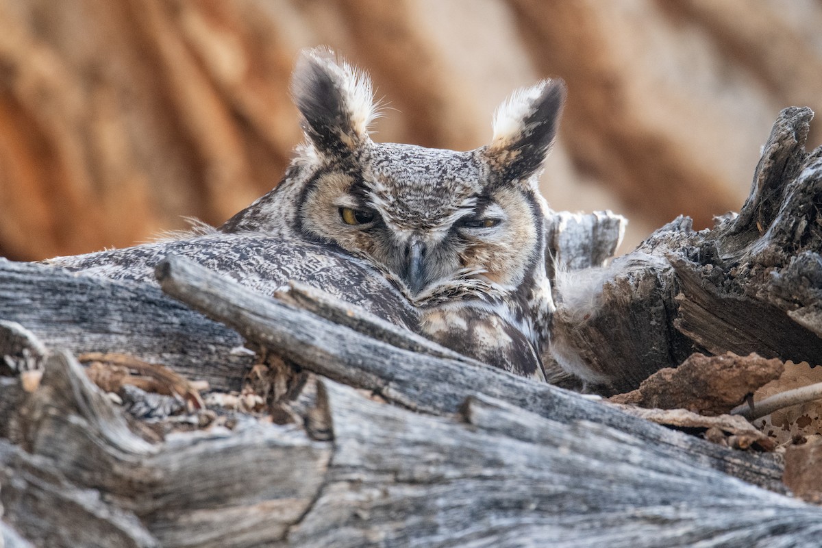 Great Horned Owl - ML615820299