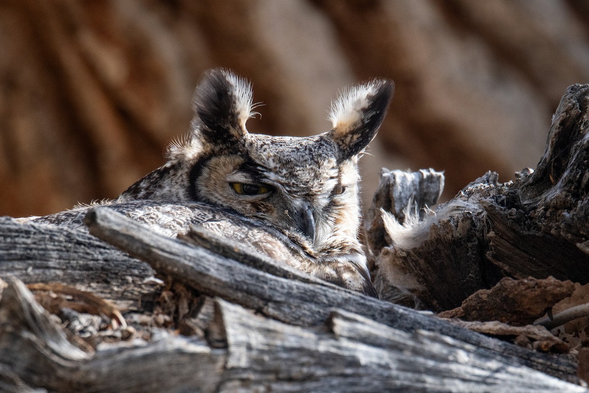 Great Horned Owl - ML615820300