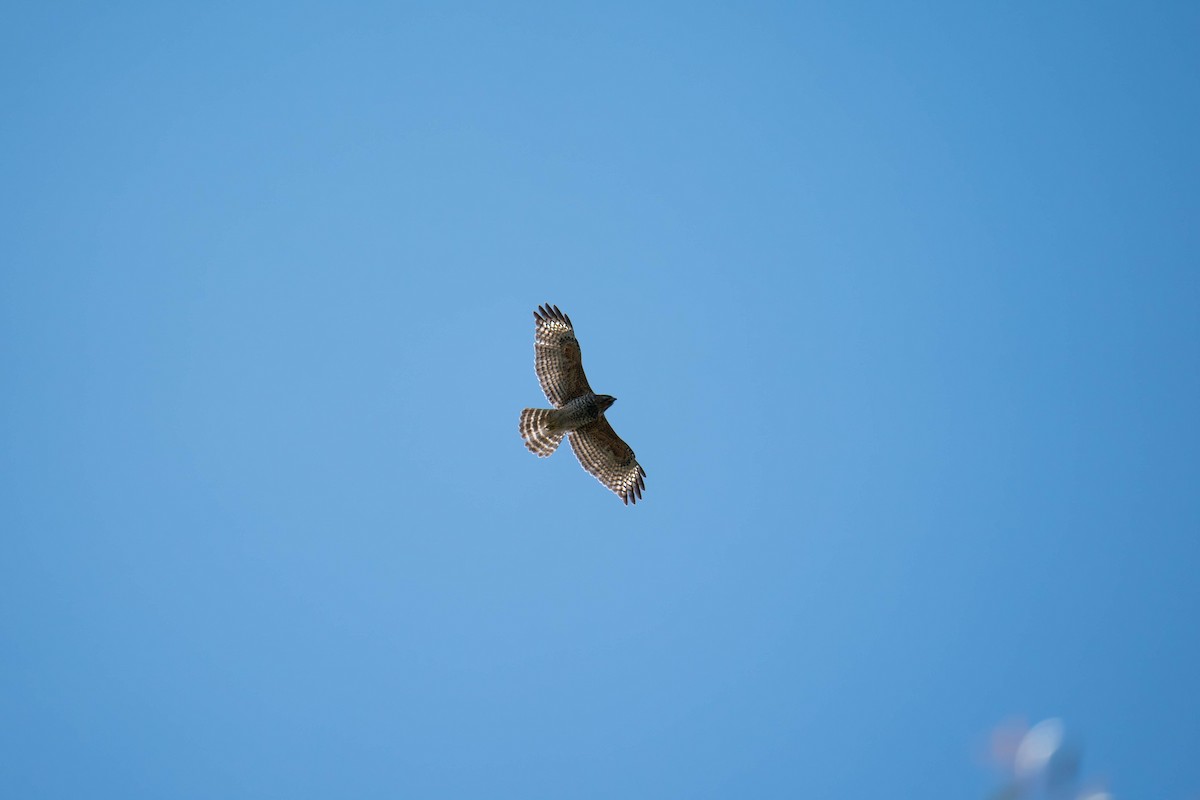 Red-shouldered Hawk - ML615820305