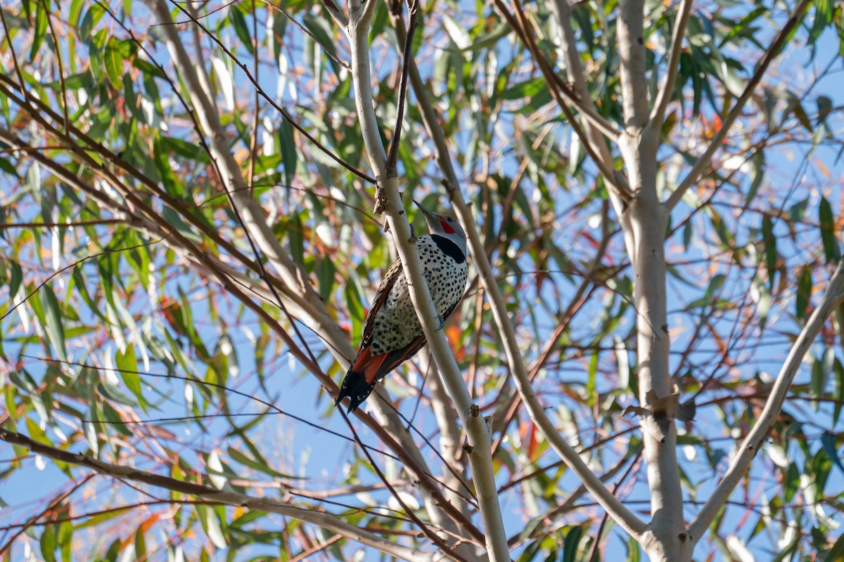 Northern Flicker - ML615820326