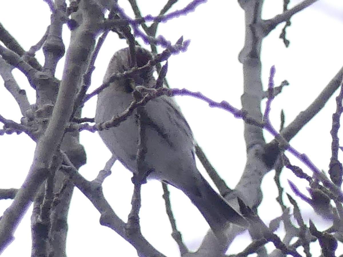 Redpoll (Hoary) - ML615820337