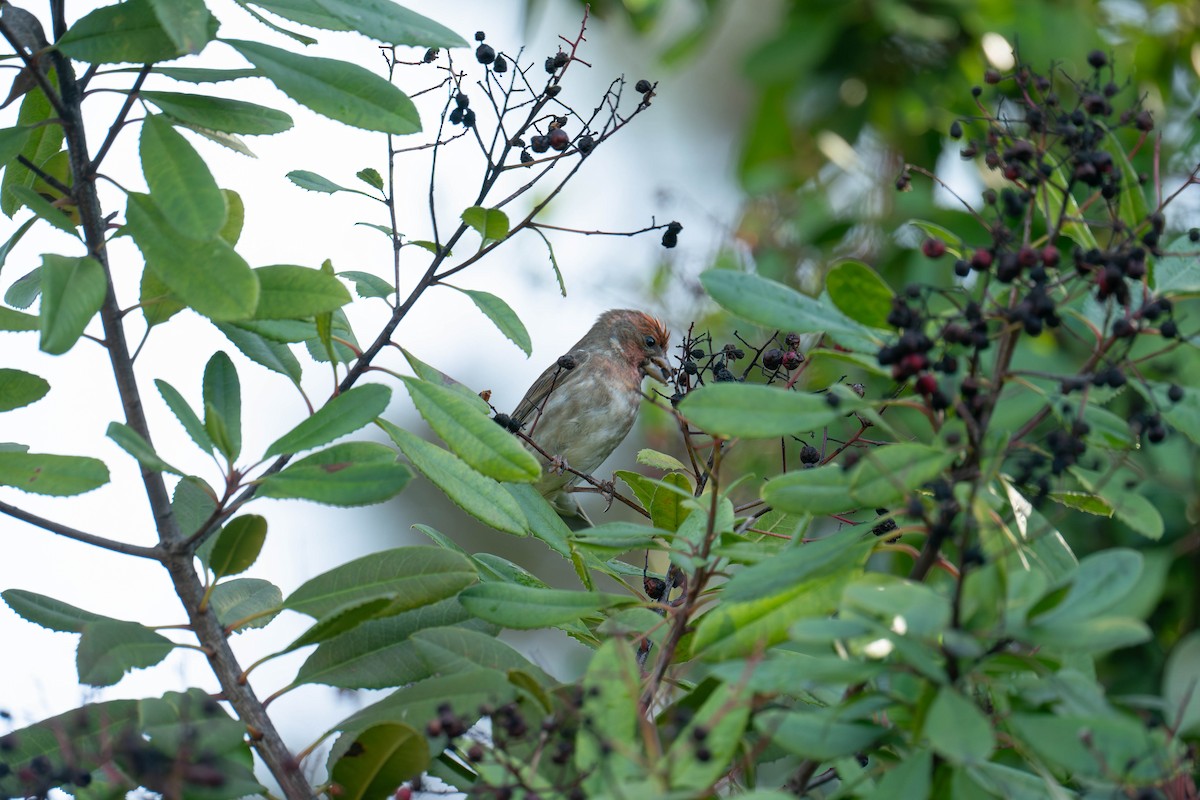 Purple Finch - ML615820343