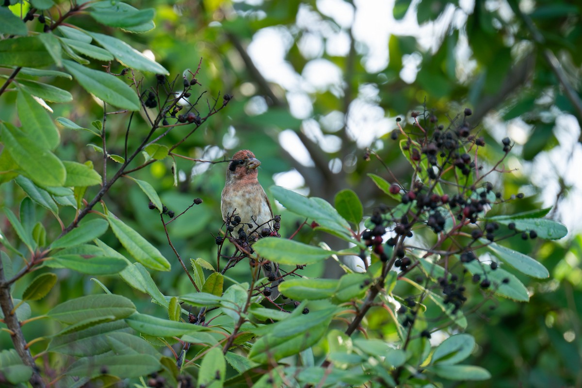 Purple Finch - ML615820344