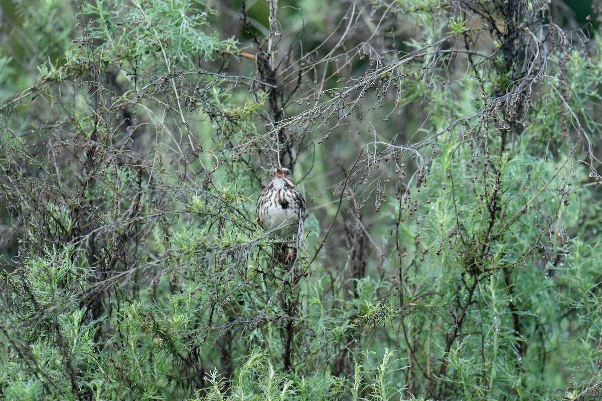 Song Sparrow - ML615820349