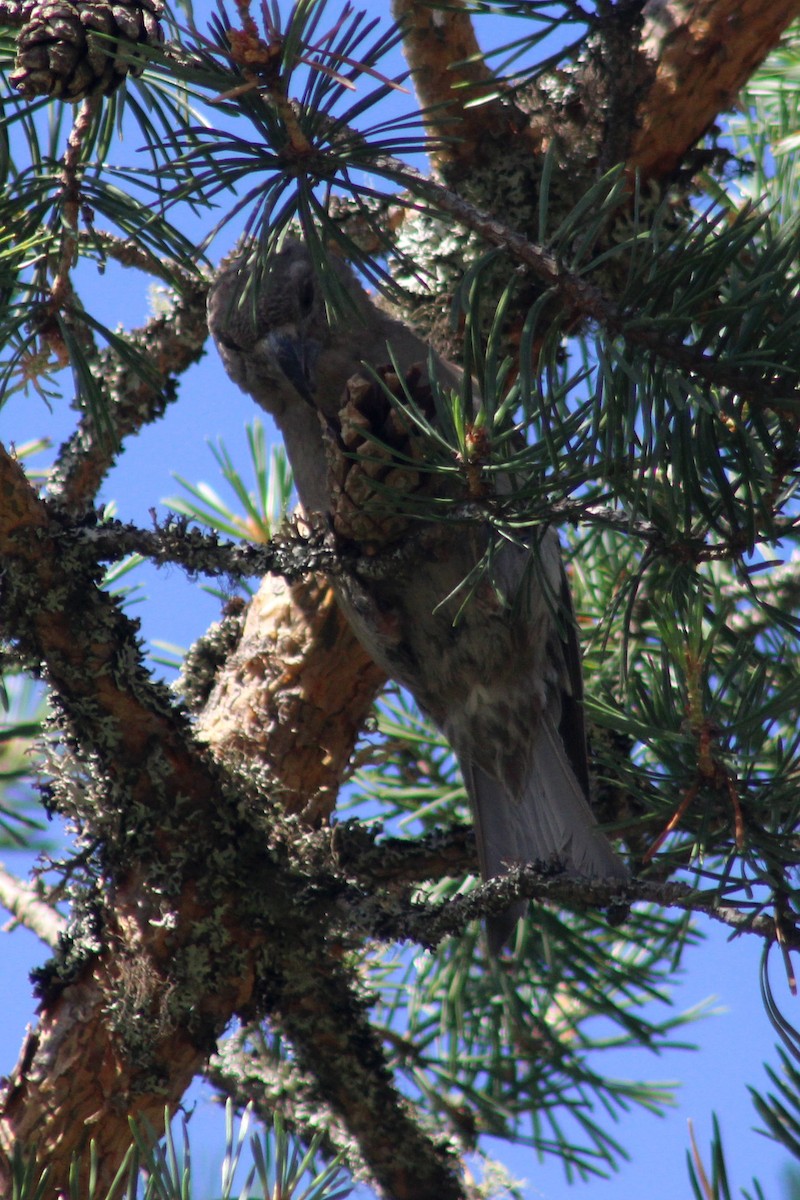 Parrot Crossbill - Elias Thomas