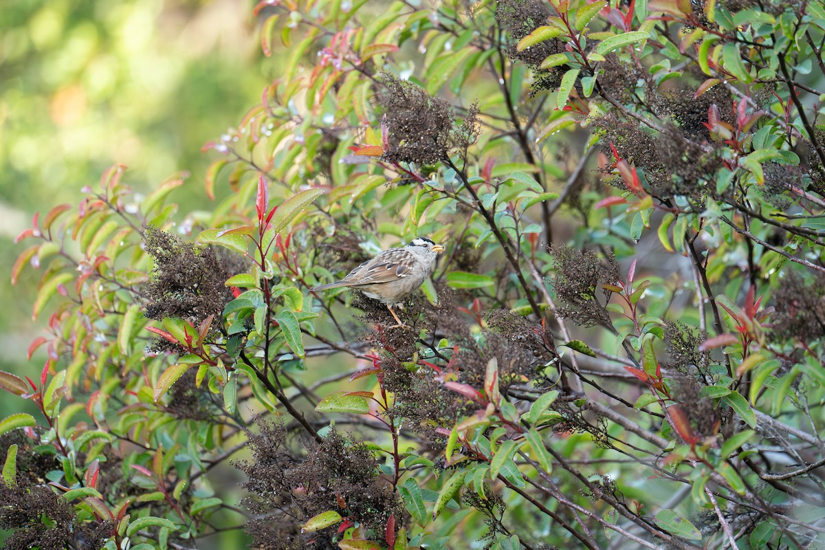 White-crowned Sparrow - ML615820370