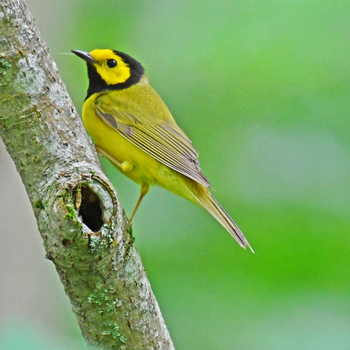 Hooded Warbler - ML615820373