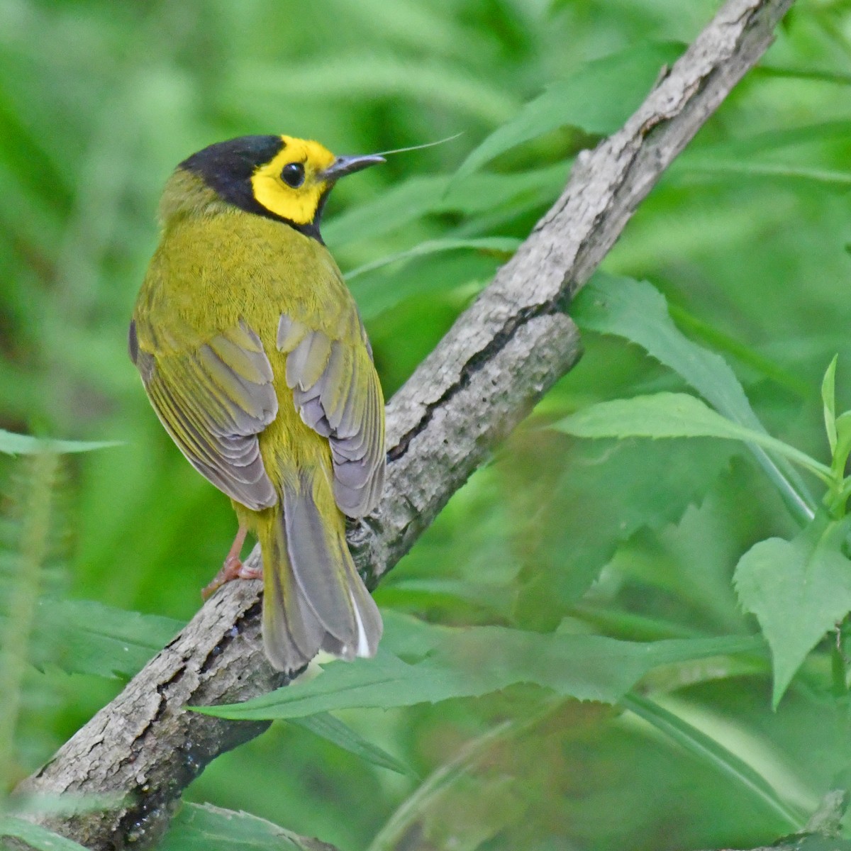 Hooded Warbler - ML615820374