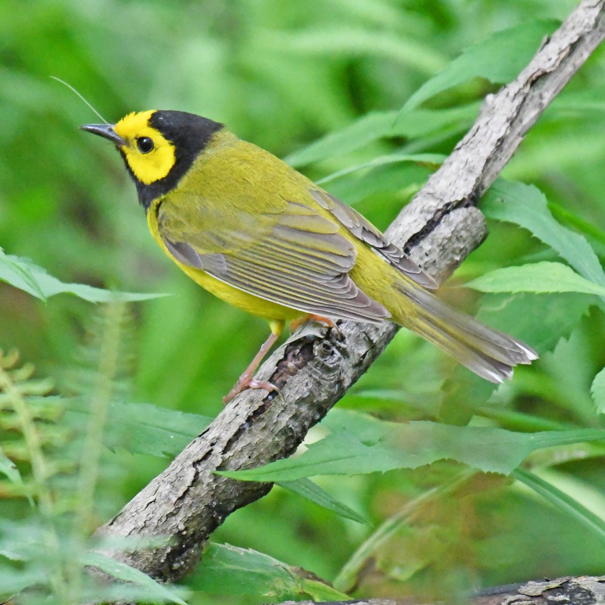 Hooded Warbler - ML615820375