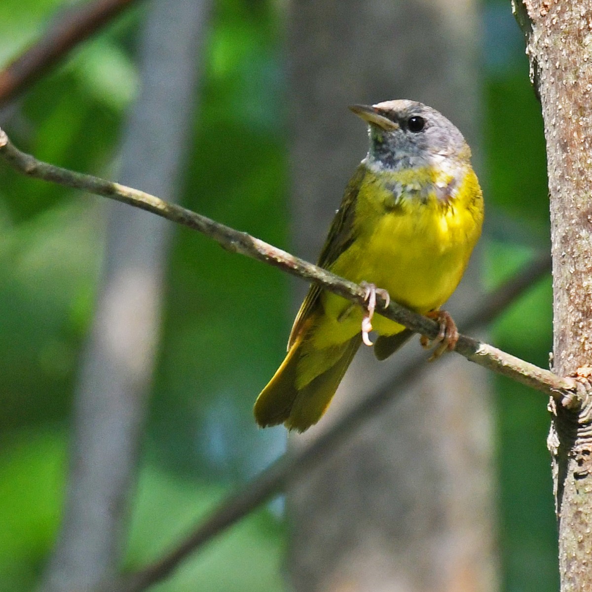 Mourning Warbler - ML615820383