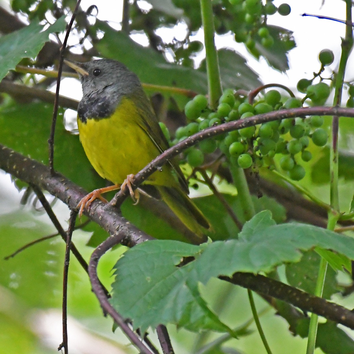 Mourning Warbler - ML615820384