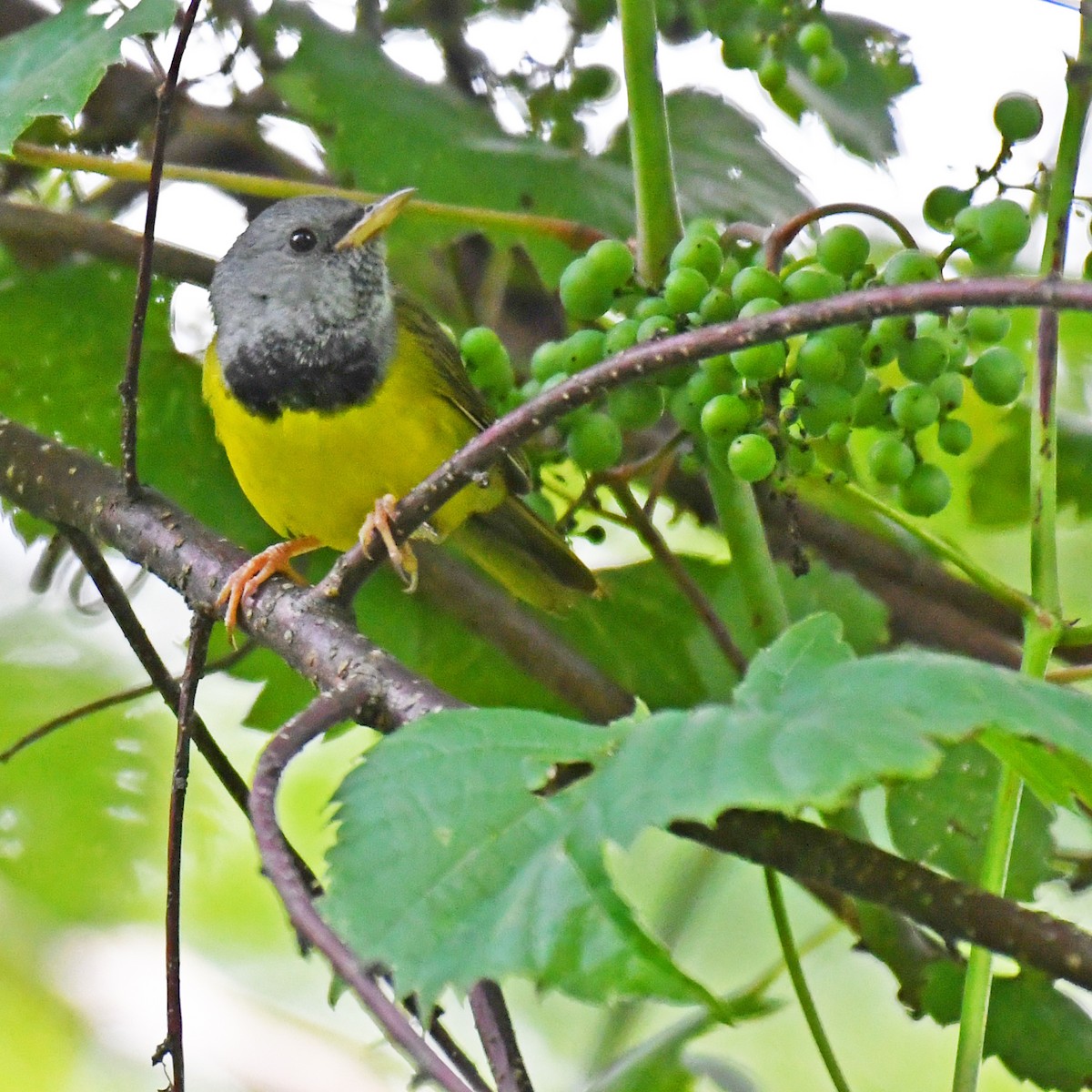 Mourning Warbler - ML615820385